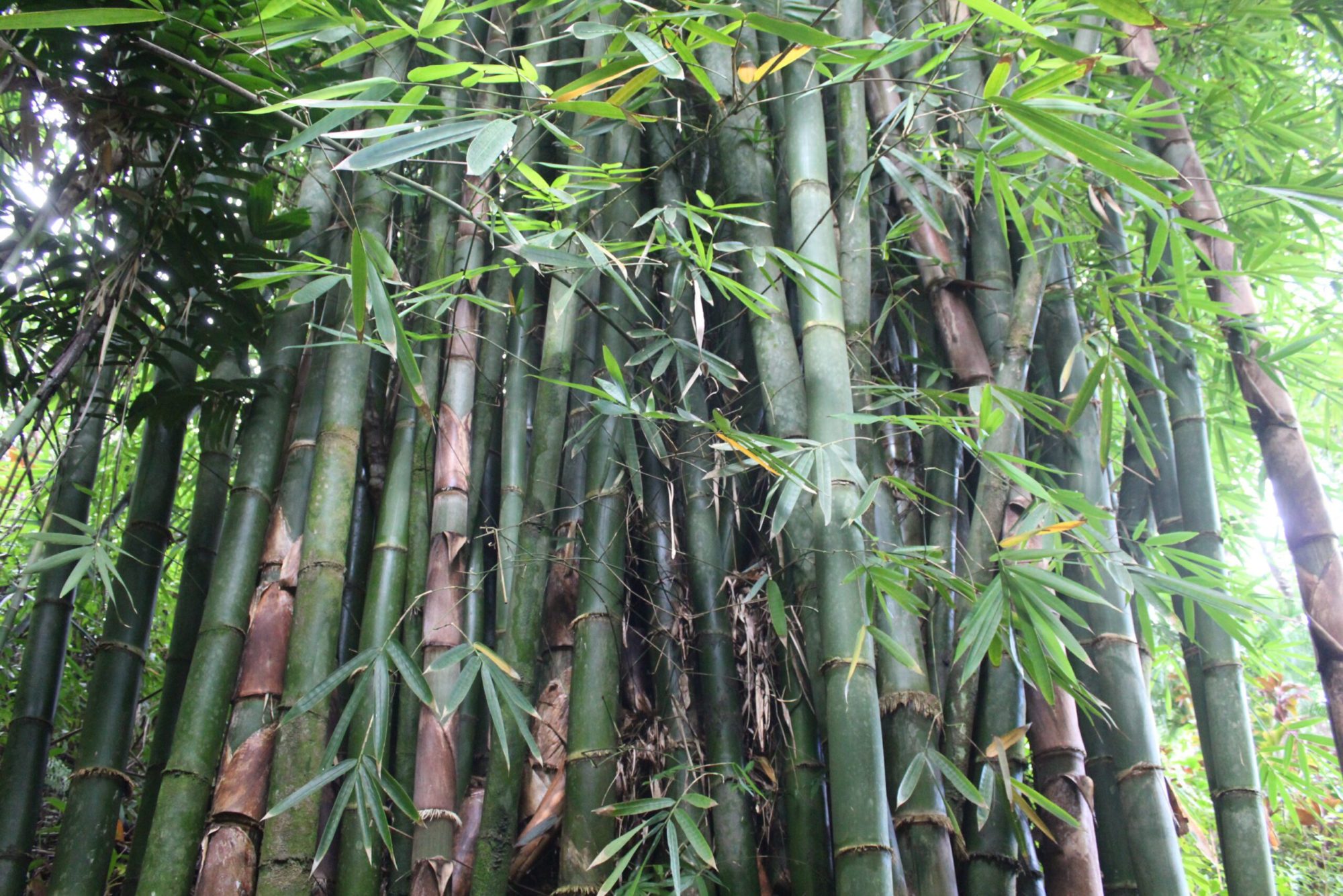 Chinese-Bamboo-Spiritual-Wisdom