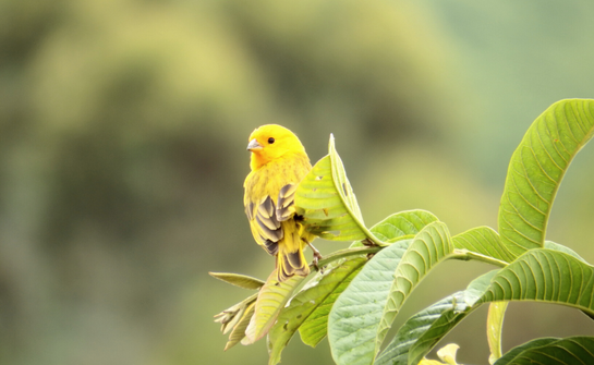 canary in the coal mine chronic illness